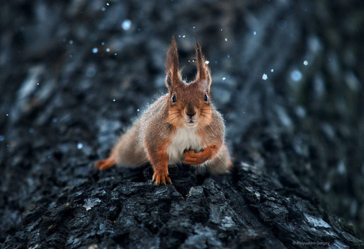 foto de ardilla en la nieve