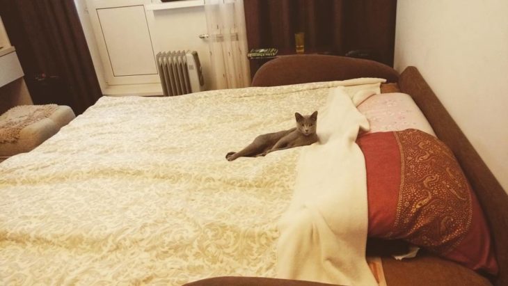 gato recostado en una cama 