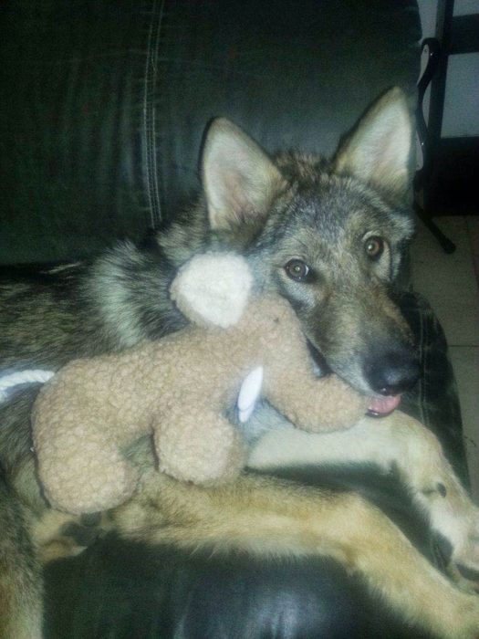 Perro lobo con un elefante de peluche