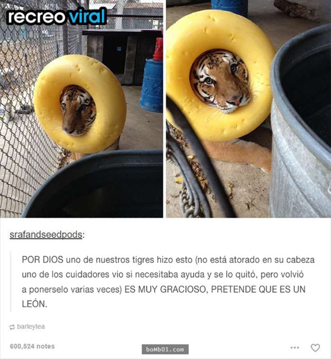 tigre con una dona amarilla en la cabeza