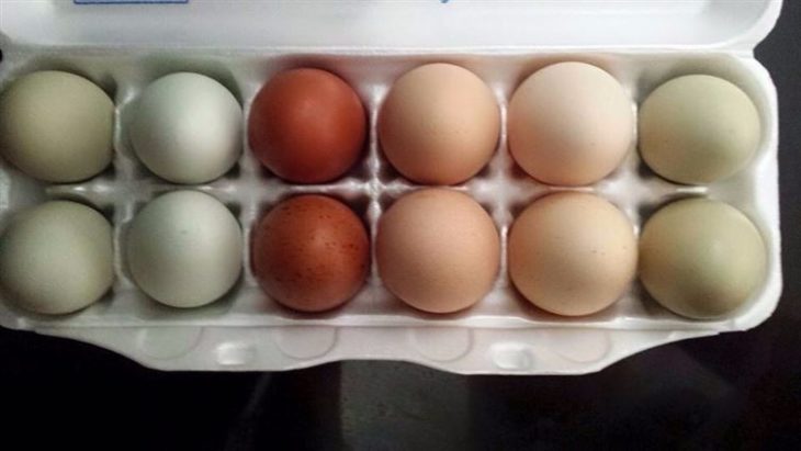 huevos de colores