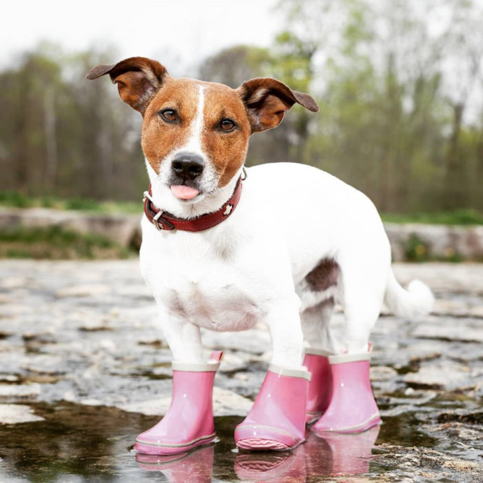 perrito con botas