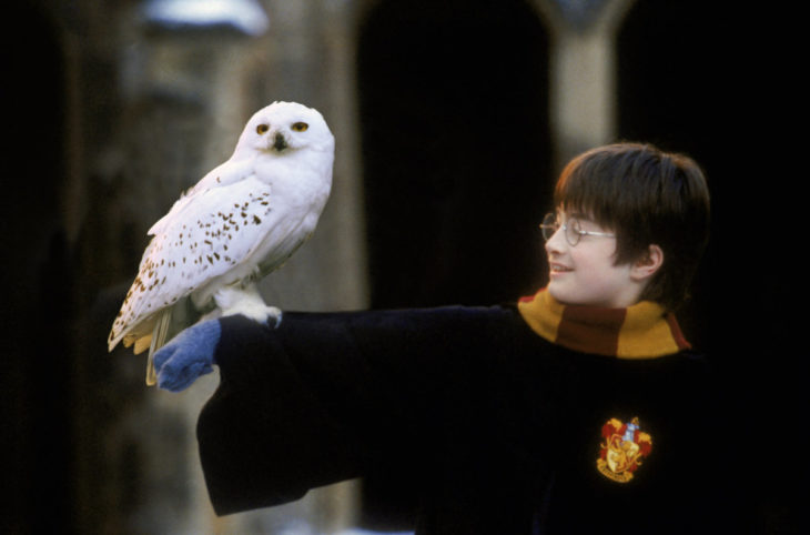 Hedwig de harry potter