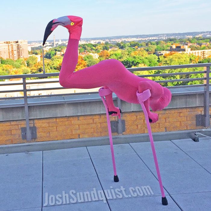 hombre con una pierna parado de manos vestido de flamingo