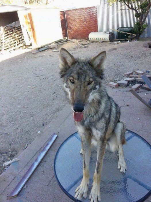 Perro lobo sobre mesa