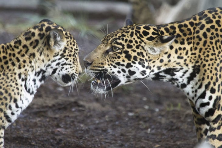 jaguar mama reprendiendo a su hijo