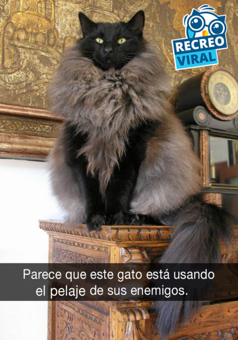 gato con pelaje extraño 