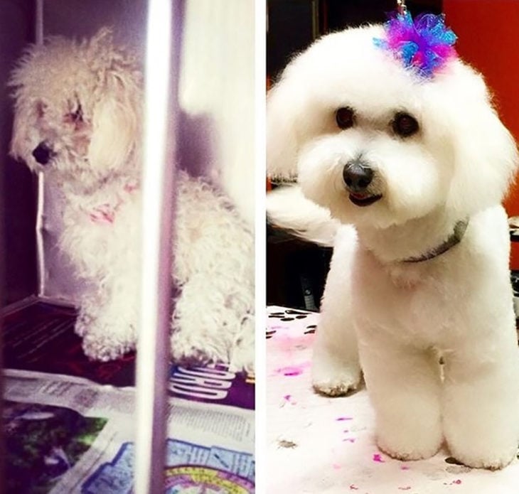 perrito esponjoso antes y después de ser rescatado