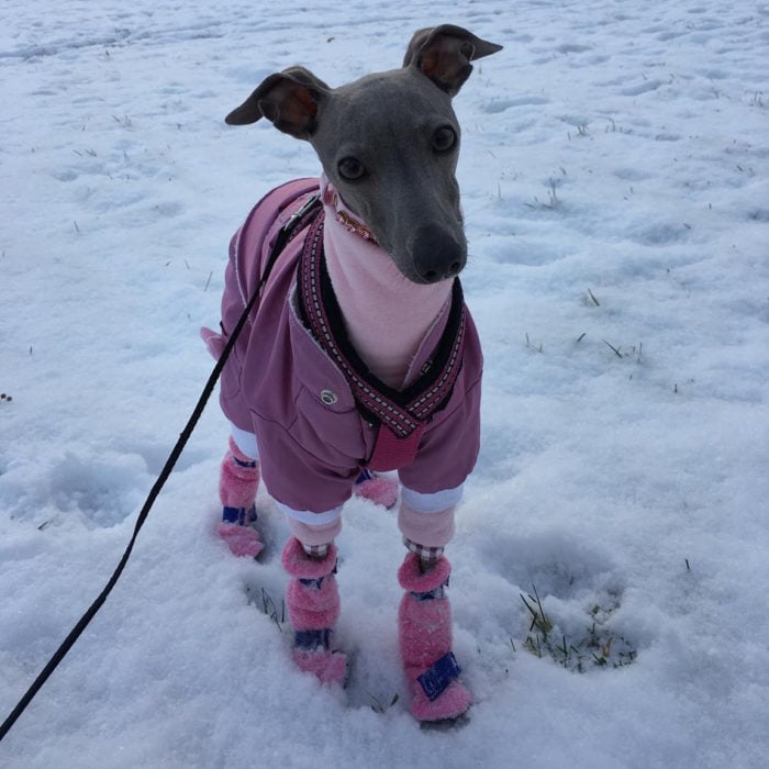 perro con chaqueta rosa y zapatos