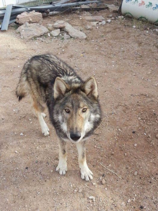 Perro lobo