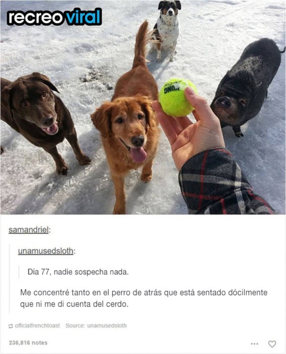 mano de hombre con pelota, tres perros y un cerdo