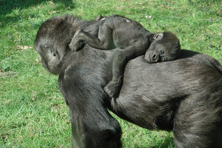 mamá simio cargando a su bebé