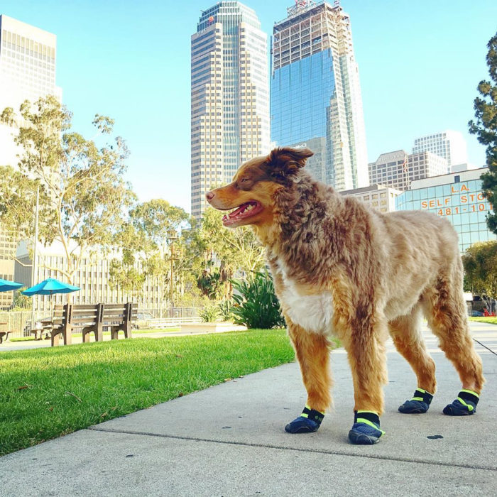 perrito en ciudad usando zapatos