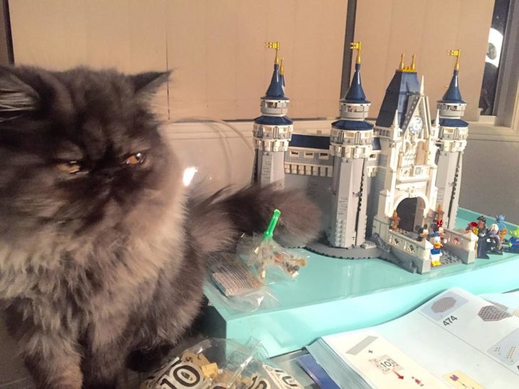 gato al lado de un castillo en miniatura