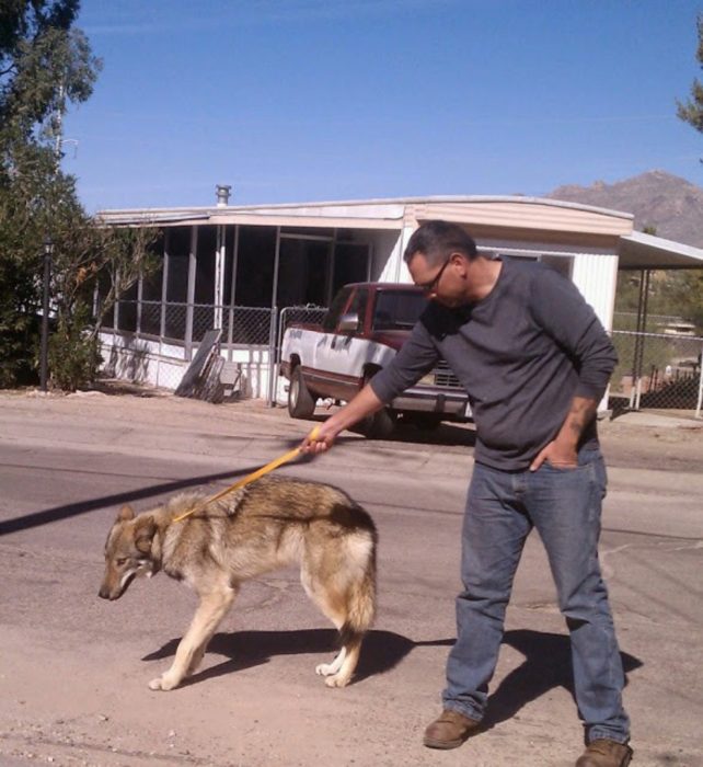 Perro lobo con correa