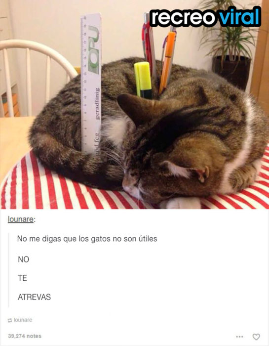 gato con utencilios escolares