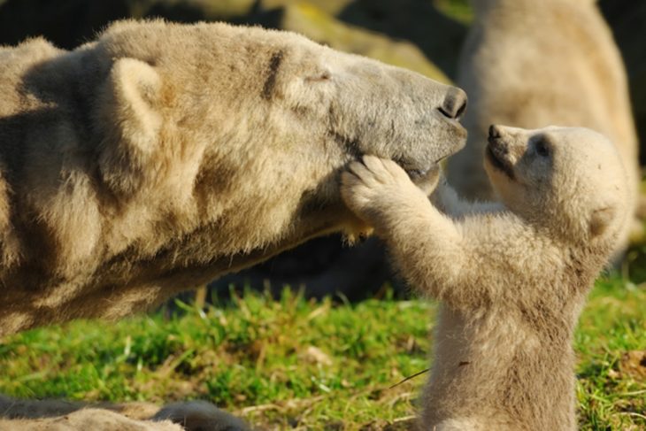 mamá oso polar y bebé oso polar