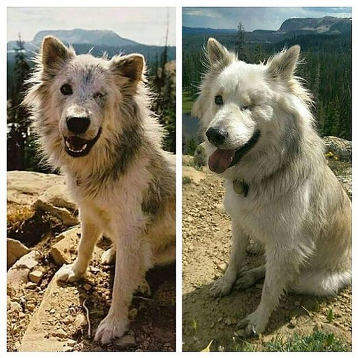 perrito con un ojo antes y después de ser rescatado