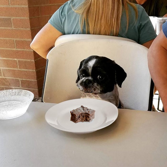 photoshop perro comiendo un brownie