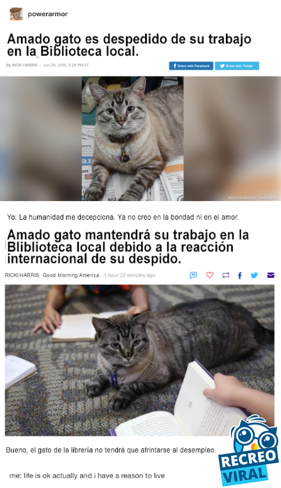 gato en una librería