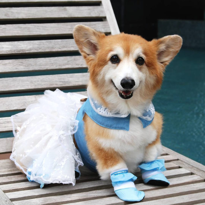 perrita con vestido y zapatos