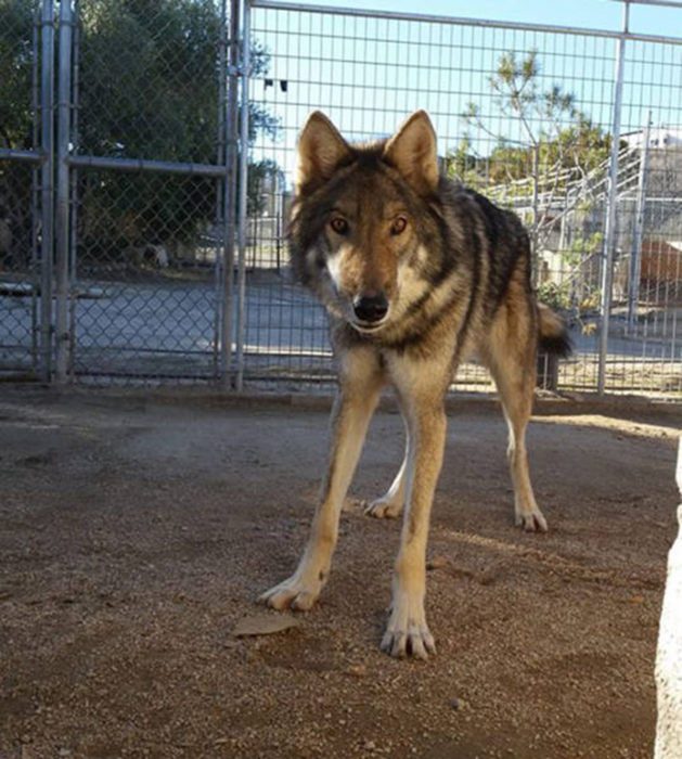 Perro lobo patas largas