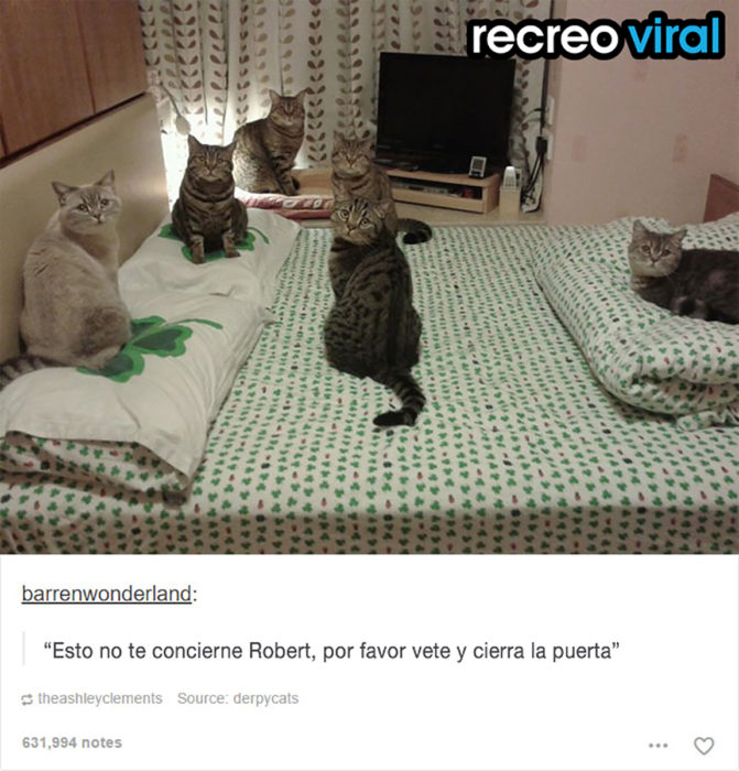 seis gatos recostados en una cama