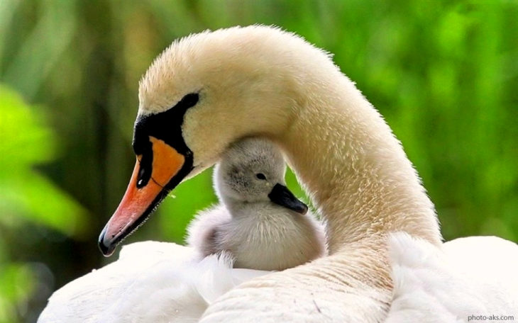 mamá pato con su bebé 