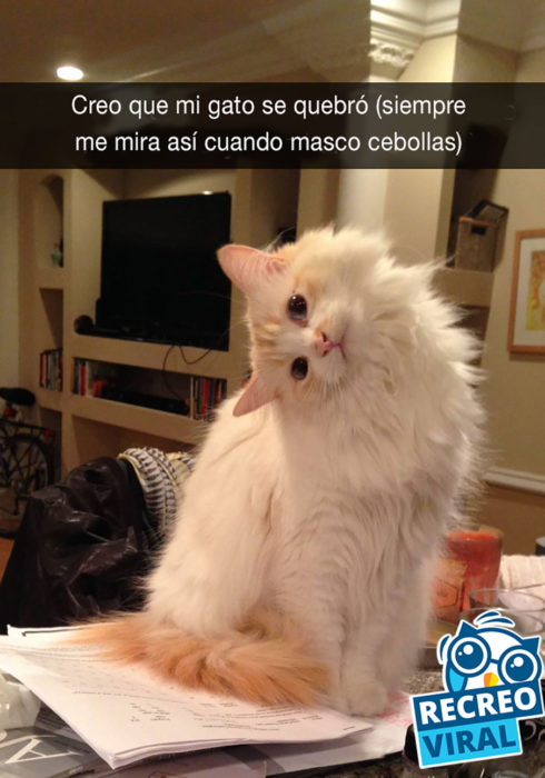 gato con la cabeza inclinada