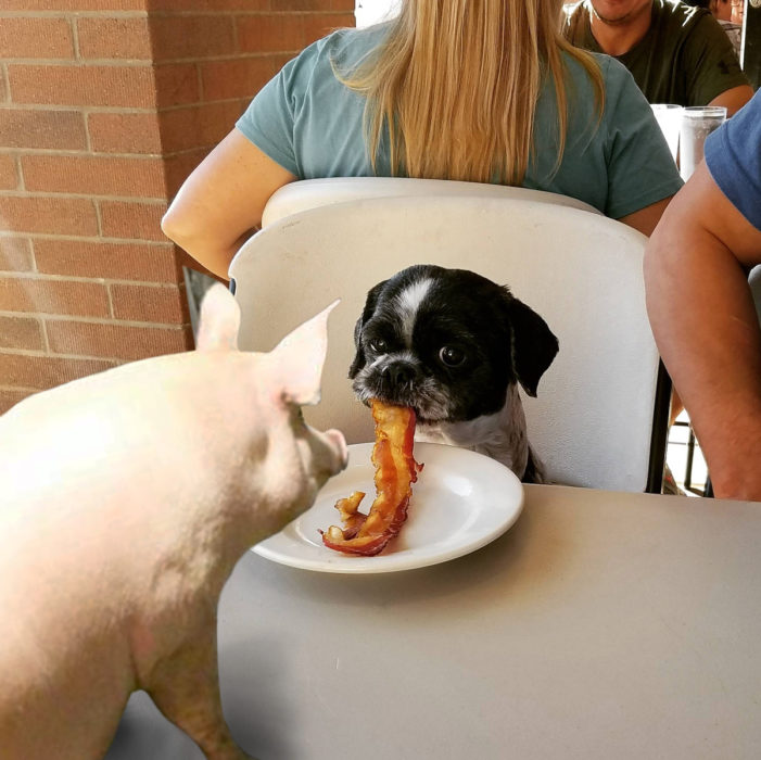 photoshop perro comiendo tocino y un cerdo