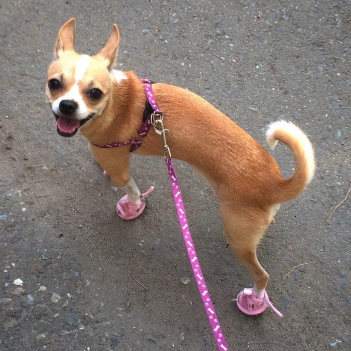 perro chihuahua con zaptos