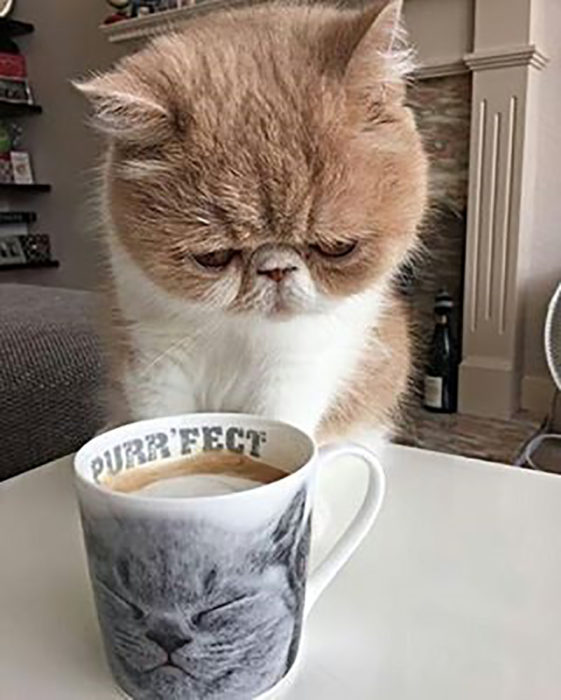 gato frente a una taza de café