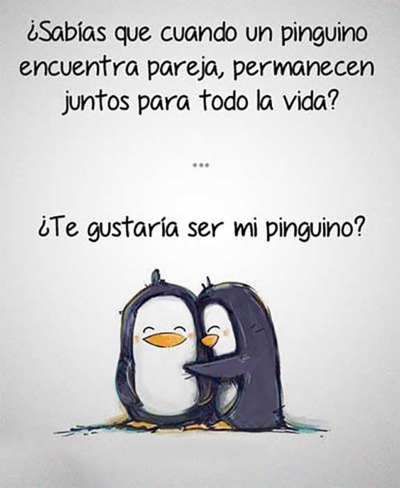 frase motivacional de pingüinos 