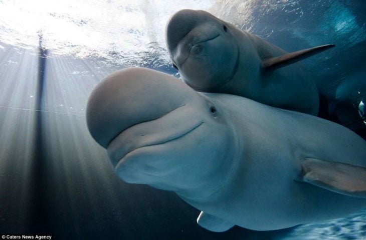 mamá ballena beluga y bebé