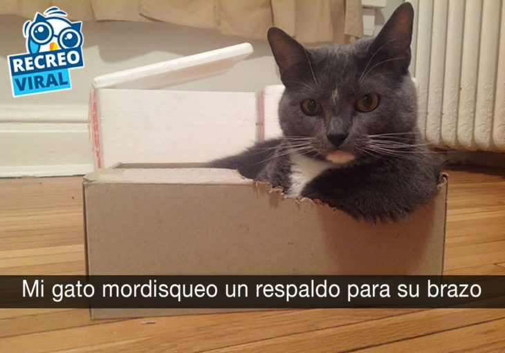 gato sentado dentro de una caja