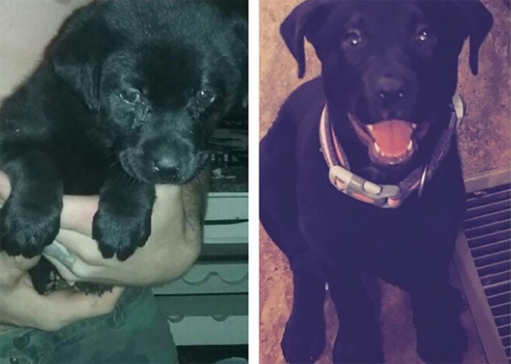 perro negro antes y después de ser rescatado