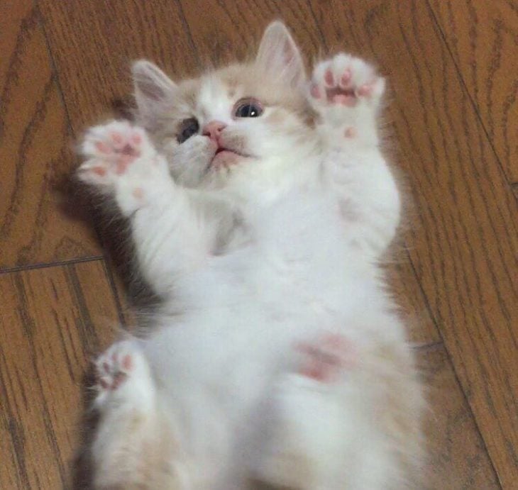 gato bebé recostado con patitas arriba