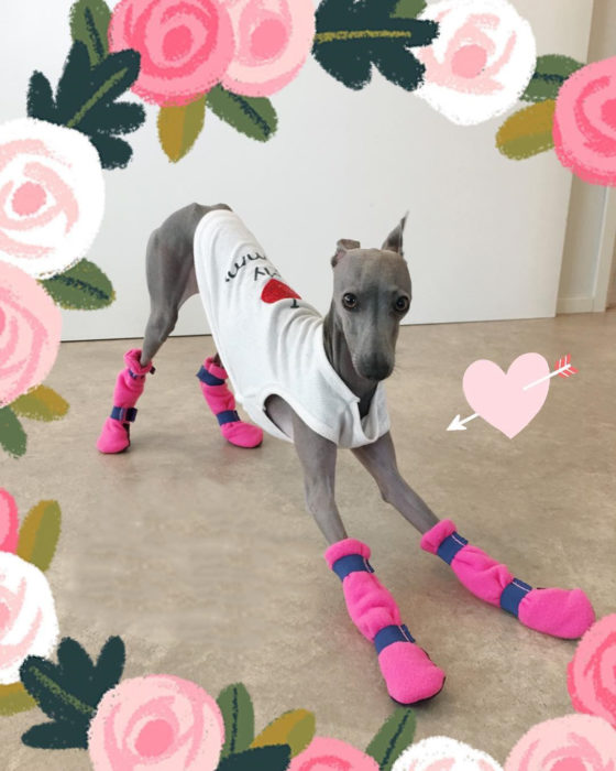 perro con camiseta y zapatos