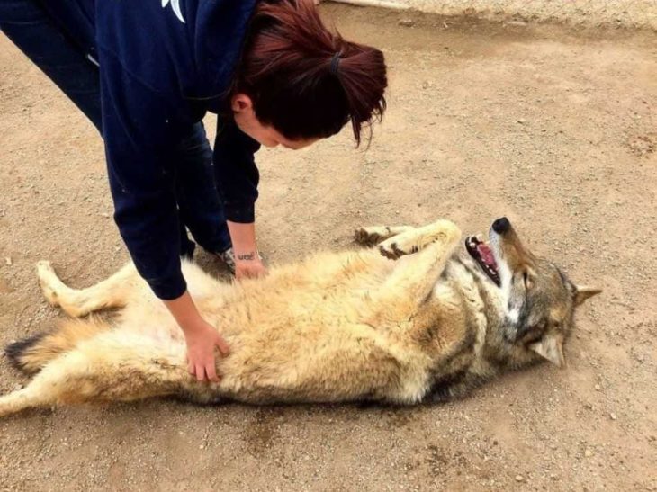 Perro lobo jugando