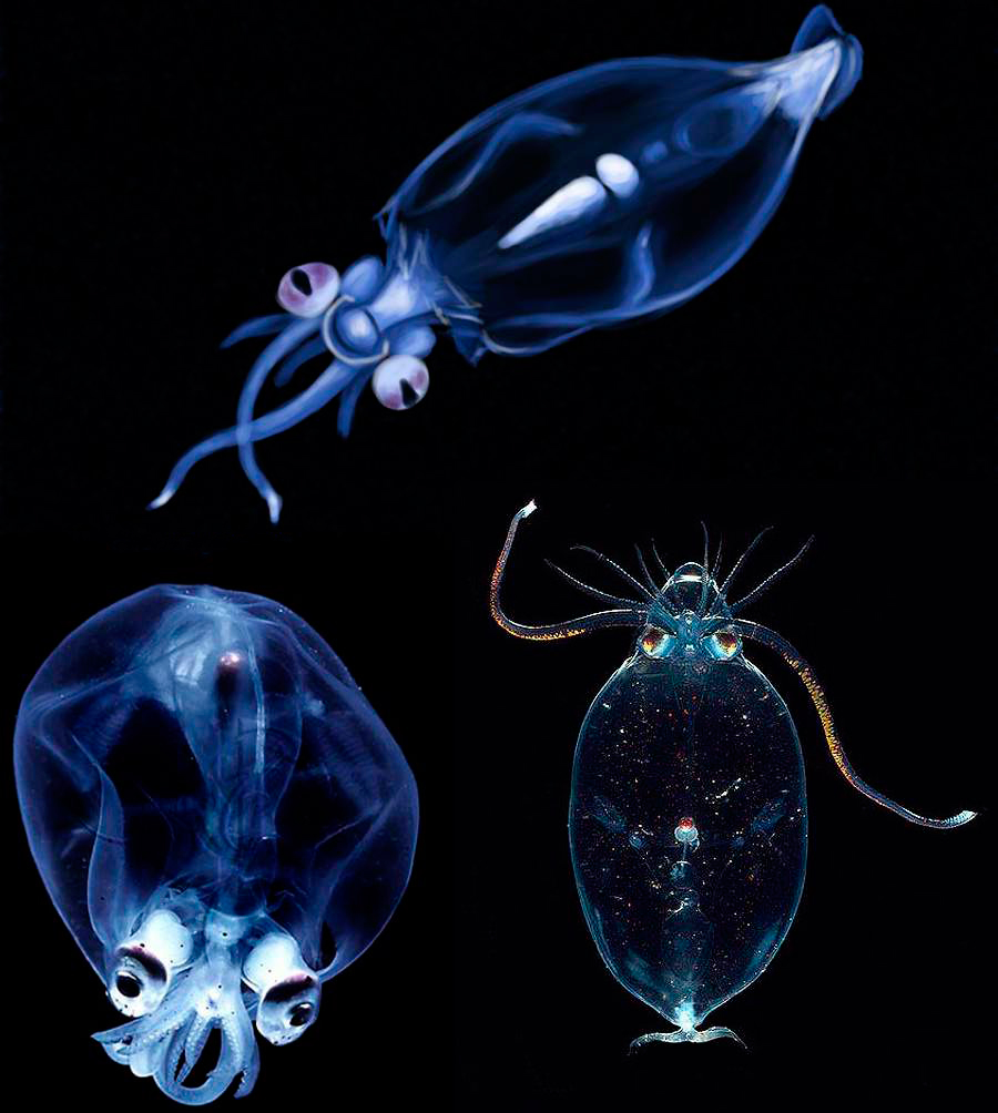 Игра в кальмара стекло. Кальмар Кранхииды. Глубоководный стеклянный кальмар. Прозрачный кальмар. Аквариумные кальмары.