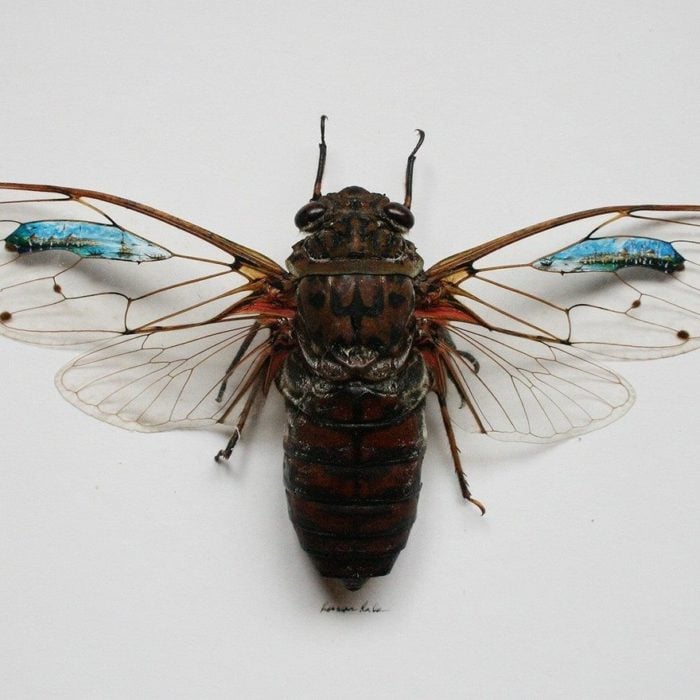 Una mosca con obras de arte en sus alas