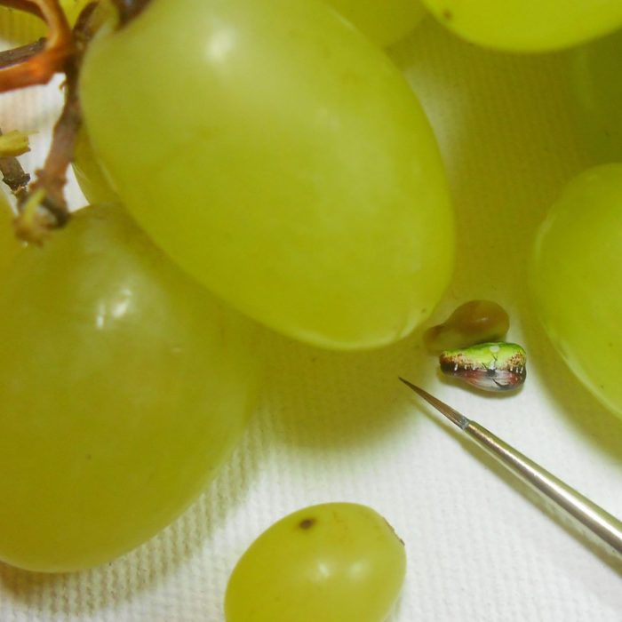 Pinturas hechas en las semillas de las uvas