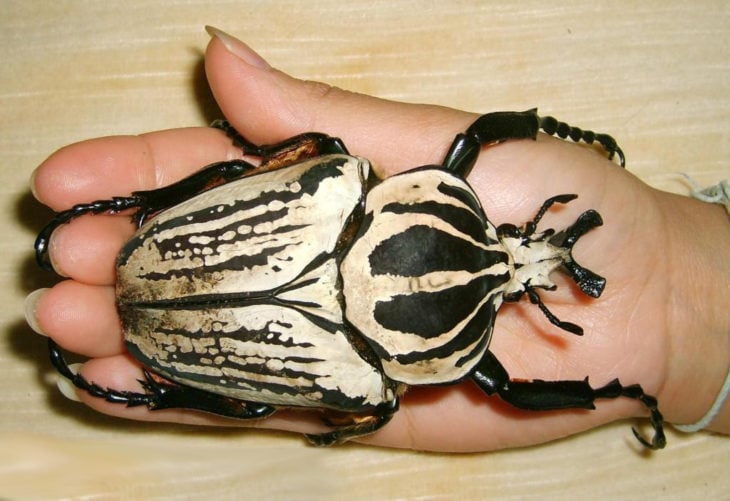 escarabajo goliathus