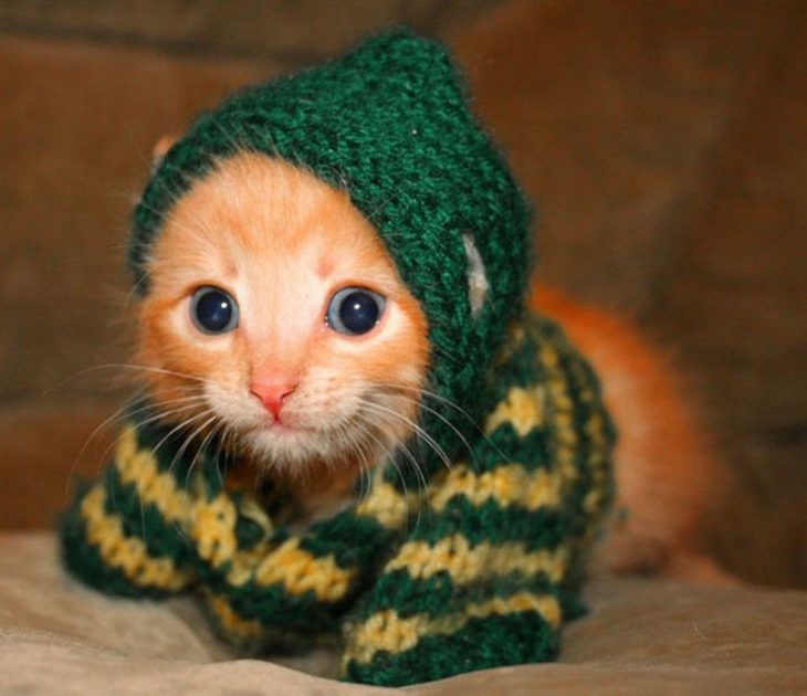 Gatito con suéter
