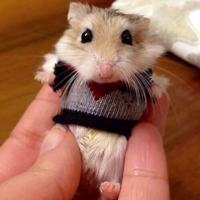 Ratoncito con suéter