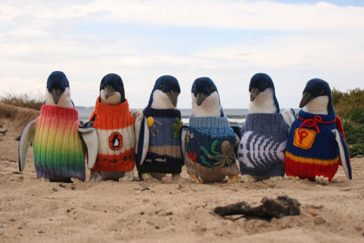Pinguinos con suéter