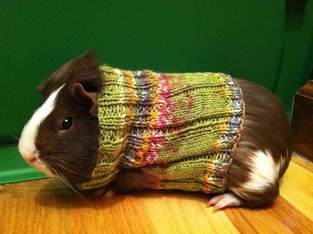 Hámster con suéter