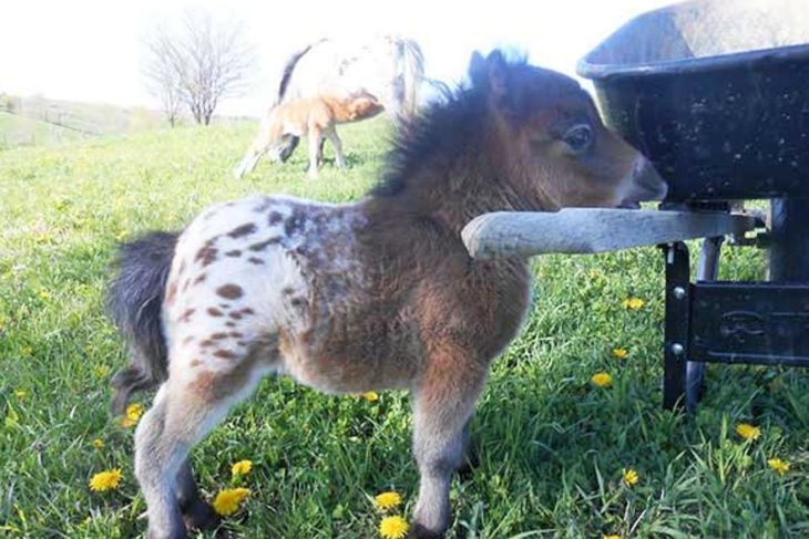 Caballo miniatura blanco con café 