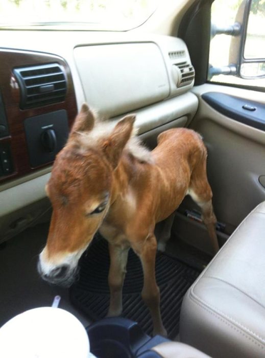 Un caballo miniatura en un carro