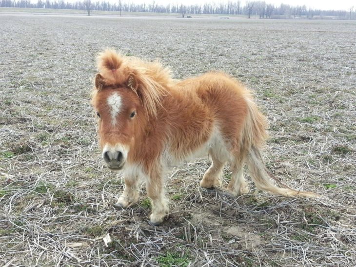 Caballo miniatura peinado con un chongo 